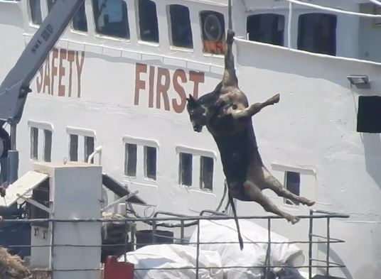 Hängende Kuh-Karremann