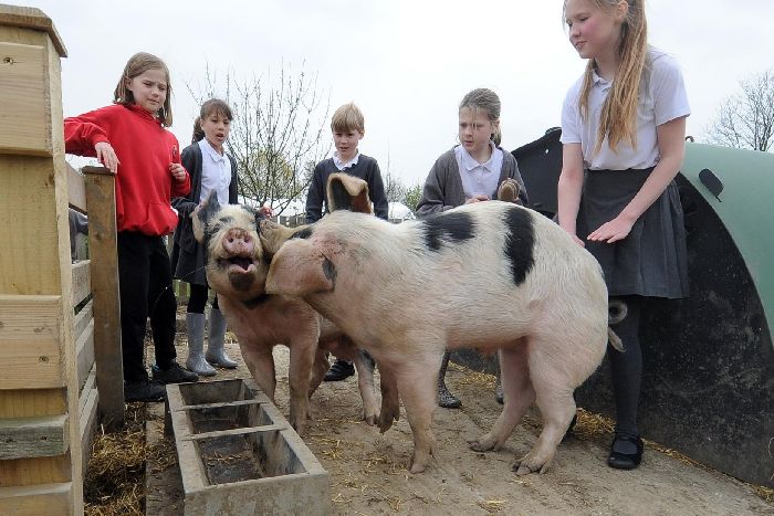 kinder und zwei schweine pg
