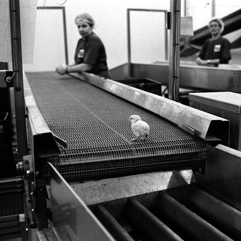 kleines Kücken am Fließbandn