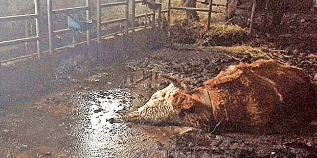 kuh im Dreck, gestorbenjpg