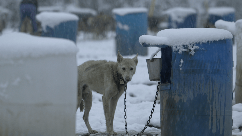 Mitch-Seavey-chained-dog-in-snow