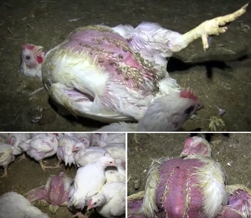 Peta.abgezupfte Hühner