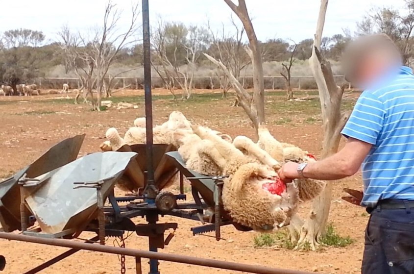 Schafe-Wolle-Merino -Australien-PETA-USA