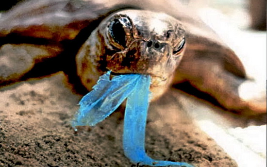 Schildkroeten_c_Greenpeace