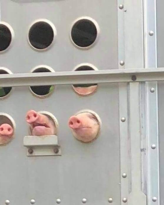 schweine gucken durch transporten