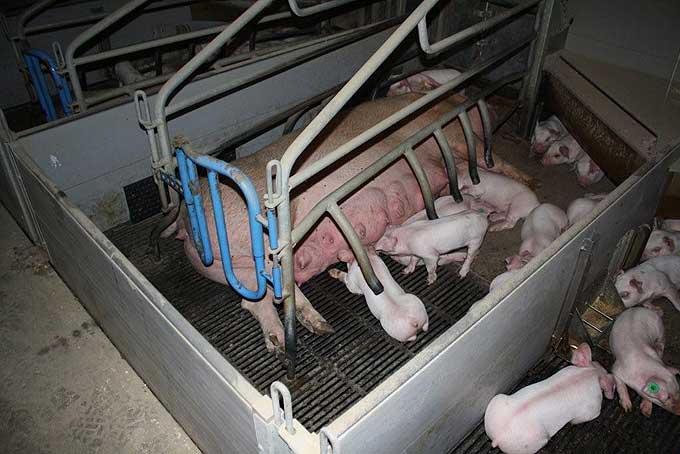 Schweine mutter und ferkelt4