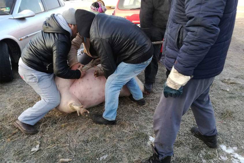 Tiermarkt-Rumaenien-Schweine-Schlachtung-BIGA-RO