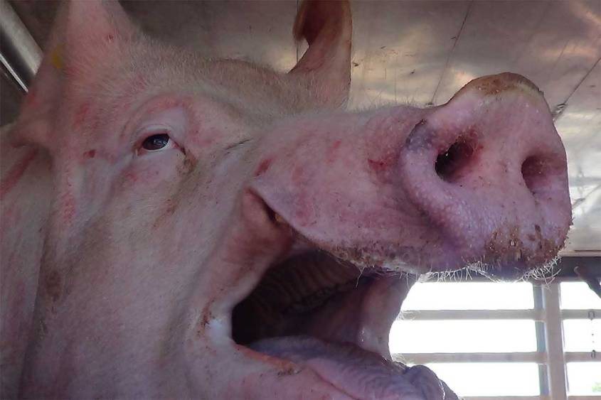 Tiertransport-Schweine-Hitze-Stress-BIGA-TTEU