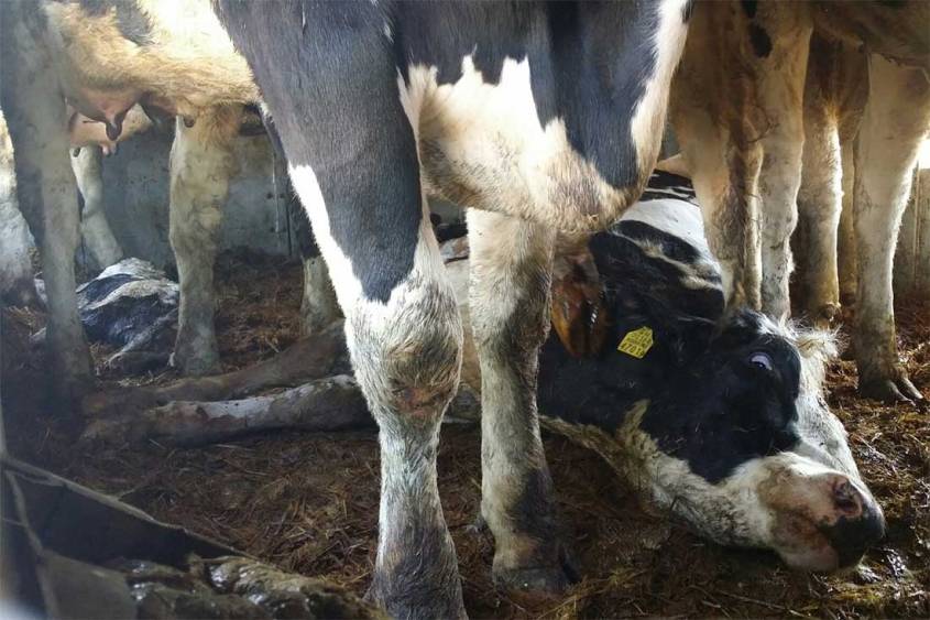 Tiertransporte-Erschoepfung schwangere Kuh-BIGA-TTEX