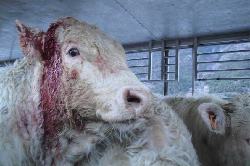 Tiertransporte-Rind-Verletzung-BIGA-TTEU