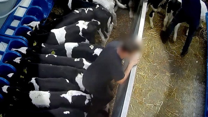 Transport de veaux nourrissons en Europe homme sautant sur un veau