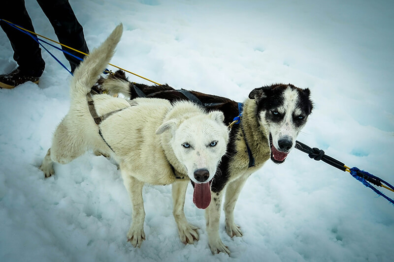 two-sled-dogs-363702_1920