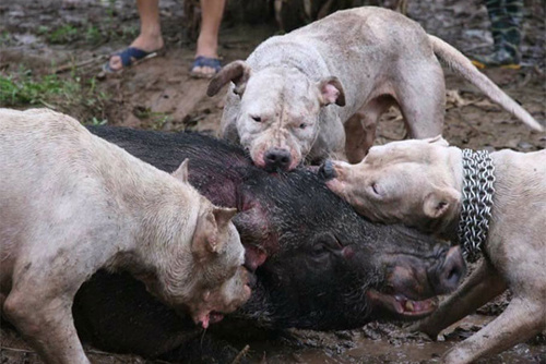 wildschwein attakiert von Hundepg