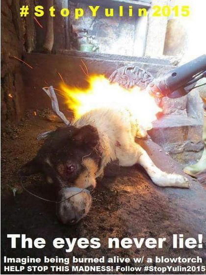 yulin eyes never lie