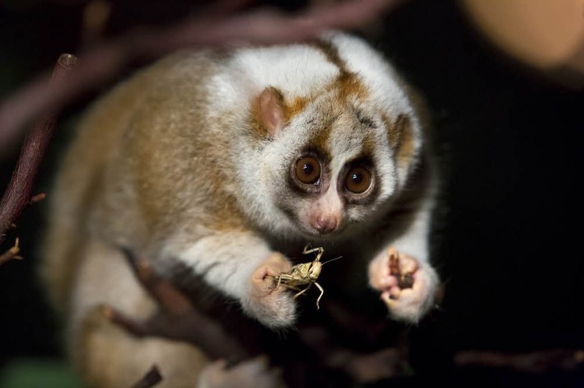 71-94313485--plumplori-kate--