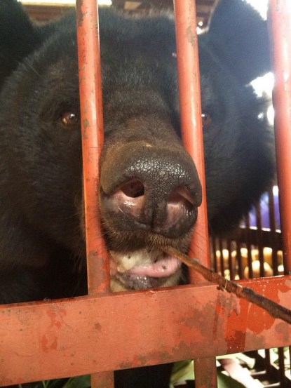 AA bear rescue