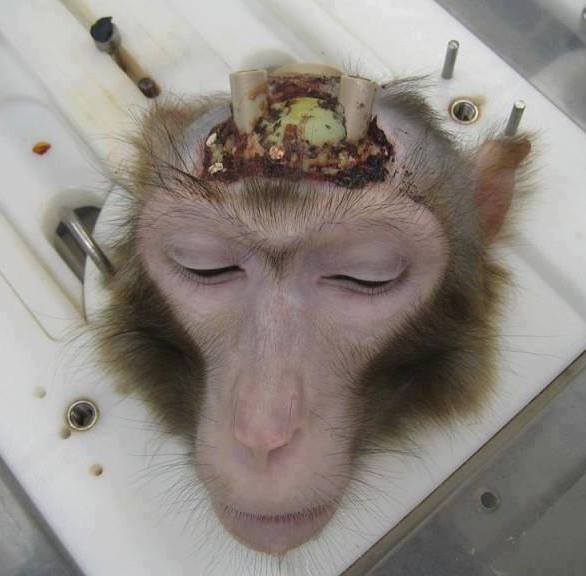 Affe mit elektroden im Kopf