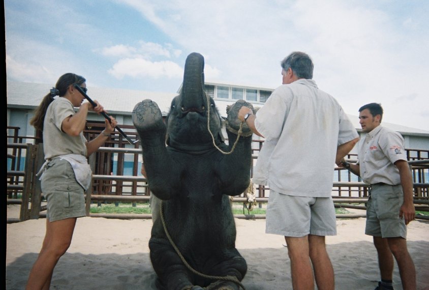 -c-PETA-USA_elefanten training4596-1800x1215