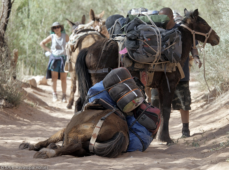 collapsed horse kollabiertes Pferd CR-COI-DB