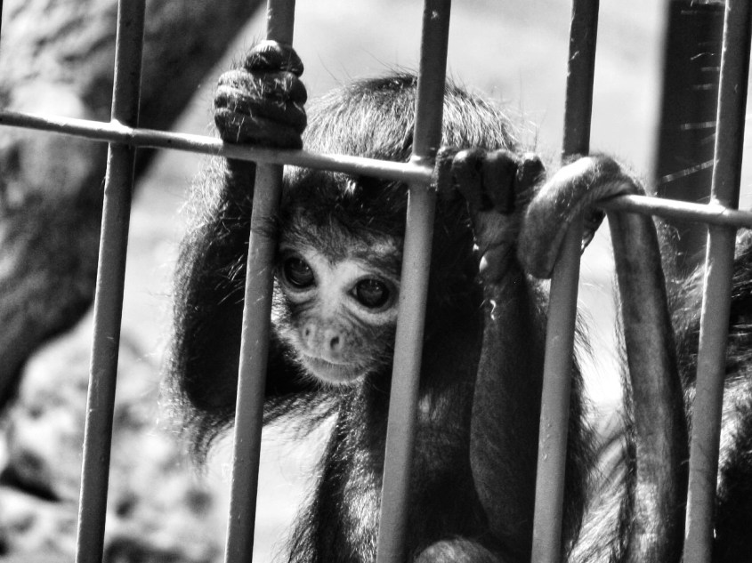 gegen-tierversuche-äffchenjpg