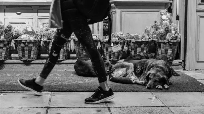 hunde auf der Strassejpeg