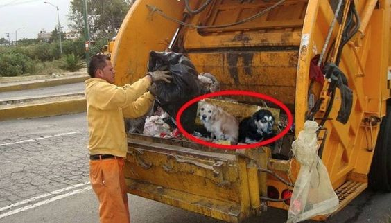 Hunde in Müllkontainer_n