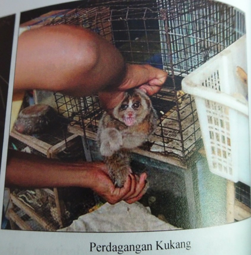 illegaler-wildtierhandel.jplumpori pg