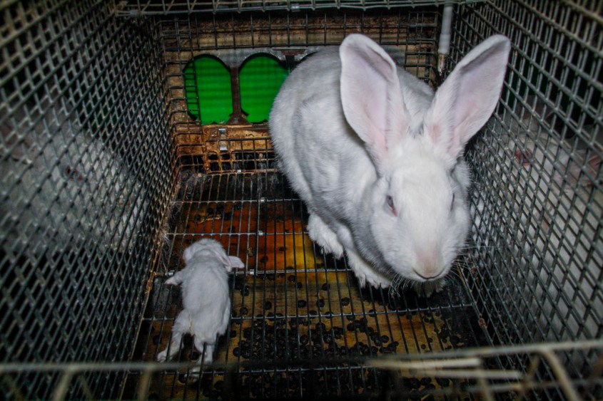 kaninchen-tierretter-de-allgemein-13