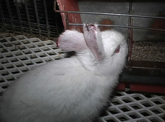 kaninchenmast_stallungen_08