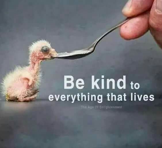 kücke mit löffeljpg