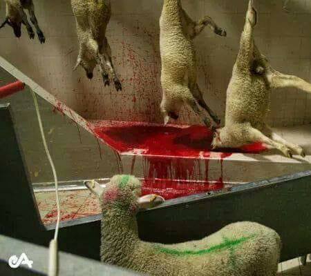 lämmlein sieht die Schlachtpg