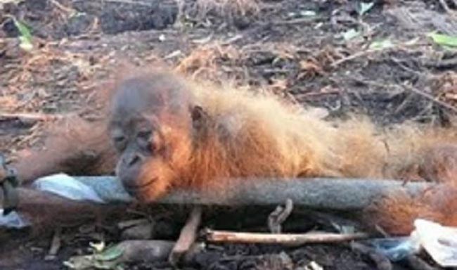 palmoel.j und Opfer Affepg