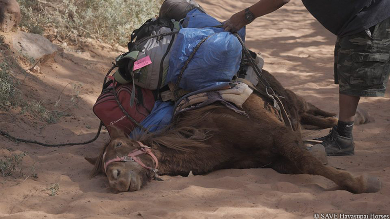 SAVE Havasupai Horse