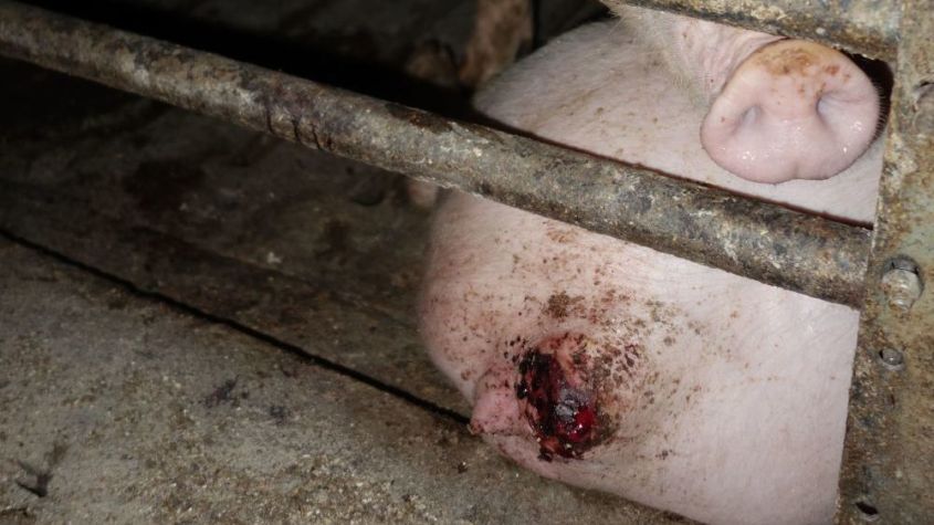 soko verletztes Schweineg.jpeg