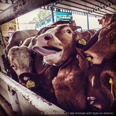 tiere in der Hitze_n