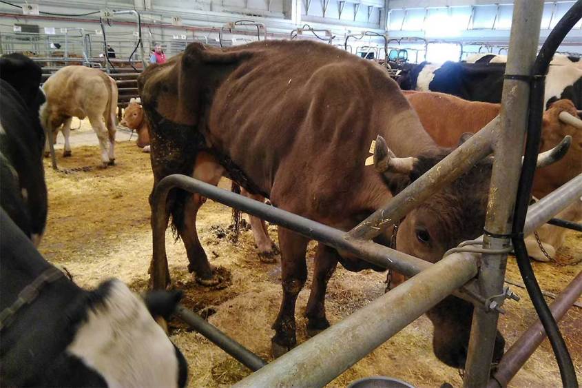 Tiermarkt-Spanien-Abgemagerte-Kuh-BIGA-ES