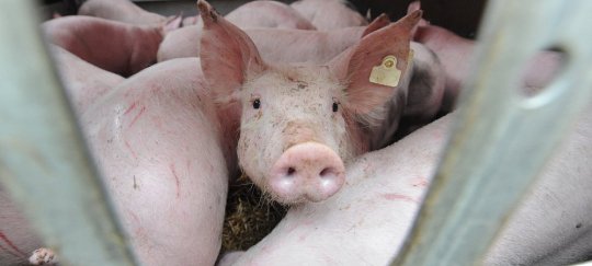 tiertransport mit Ferkelpg