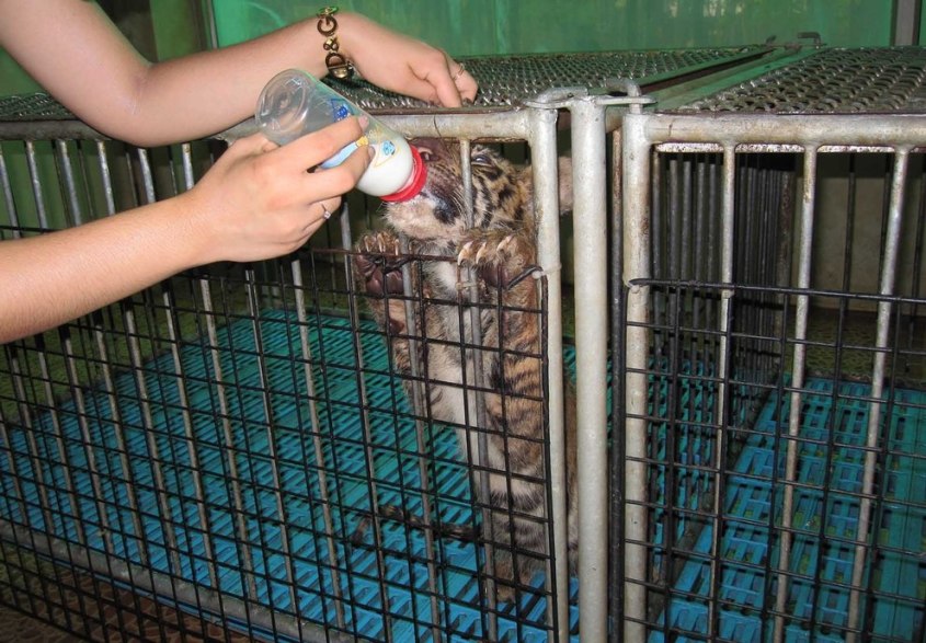 Tiger-Baby-fuettern--Frank-Eidens