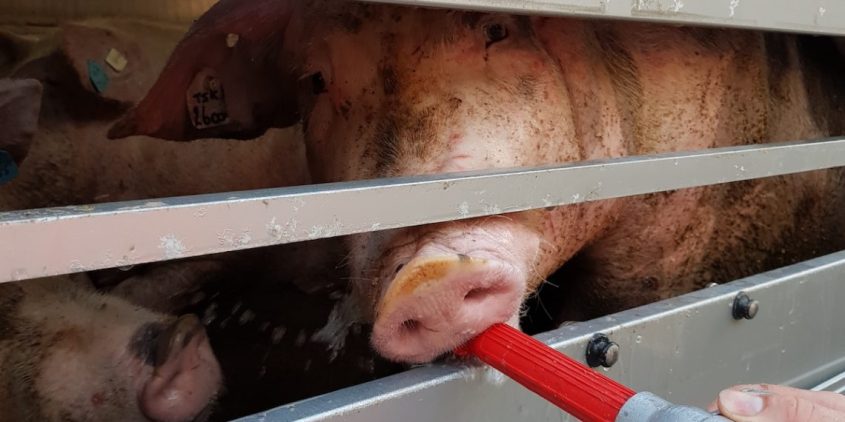 20190723_Tiertransport-1140x570