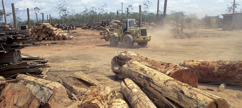 abholzen-in-suedamerika