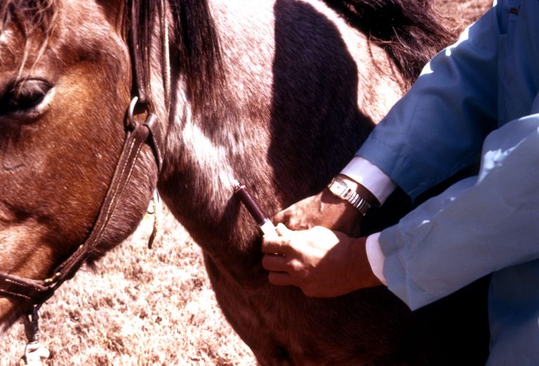 blutabnahme Blutfarma pg