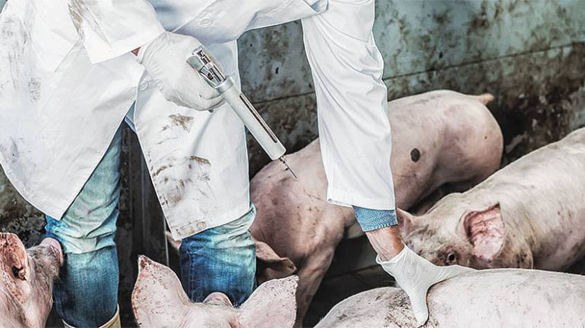 blutfarmen schweinejpg