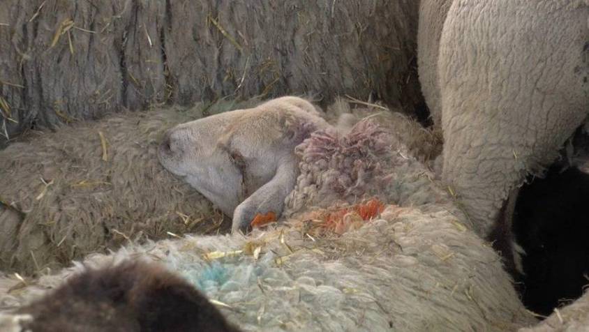 _exhausted_animal_Türkei80cf2219ad