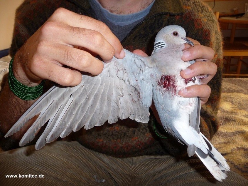 geschossene Taube_o