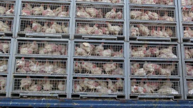 Kafige-mit-Huhnern-sind-auf-einem-Transporter-gestapelt