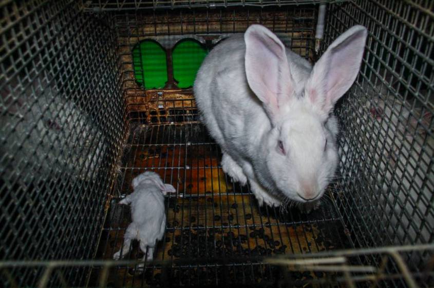 Kaninchenmast-Jodran--Lukas