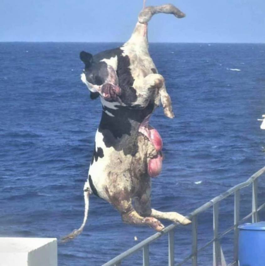 kuh von strich gezogenn