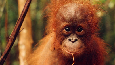 orangutan baby