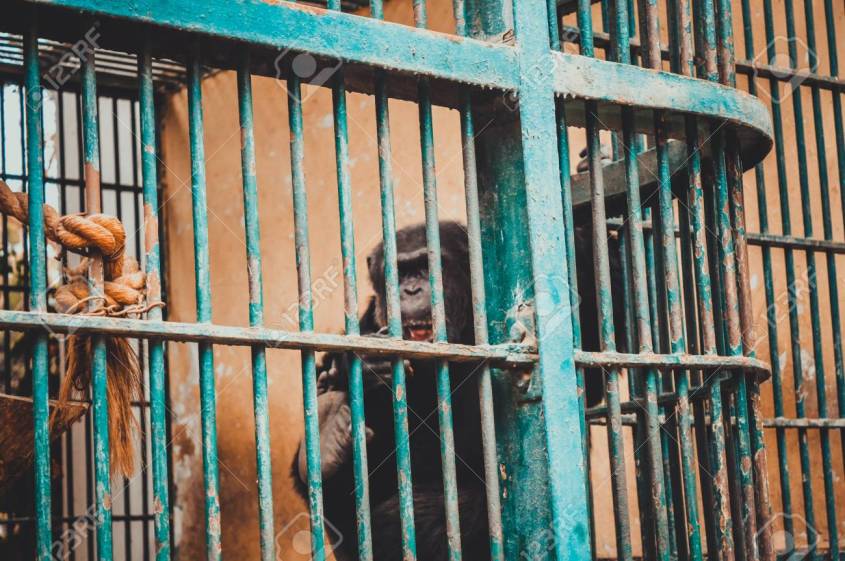 chimpanzee in cage at giza zoo, egypt