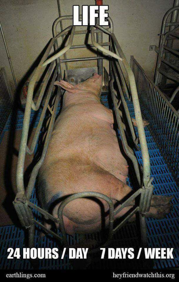 schwein in Kasten und slogan dazun